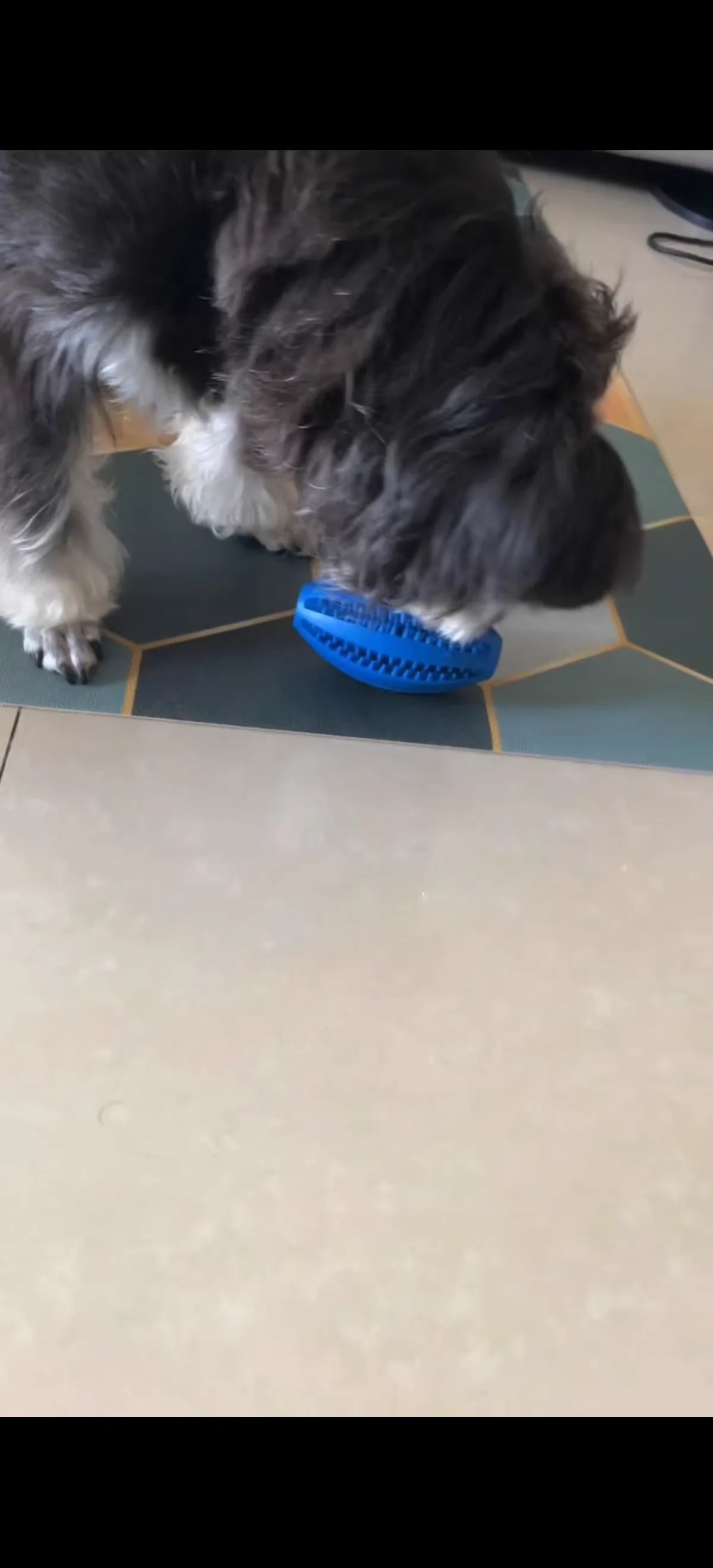 Interactive Treat-Dispensing Dental Chew Ball