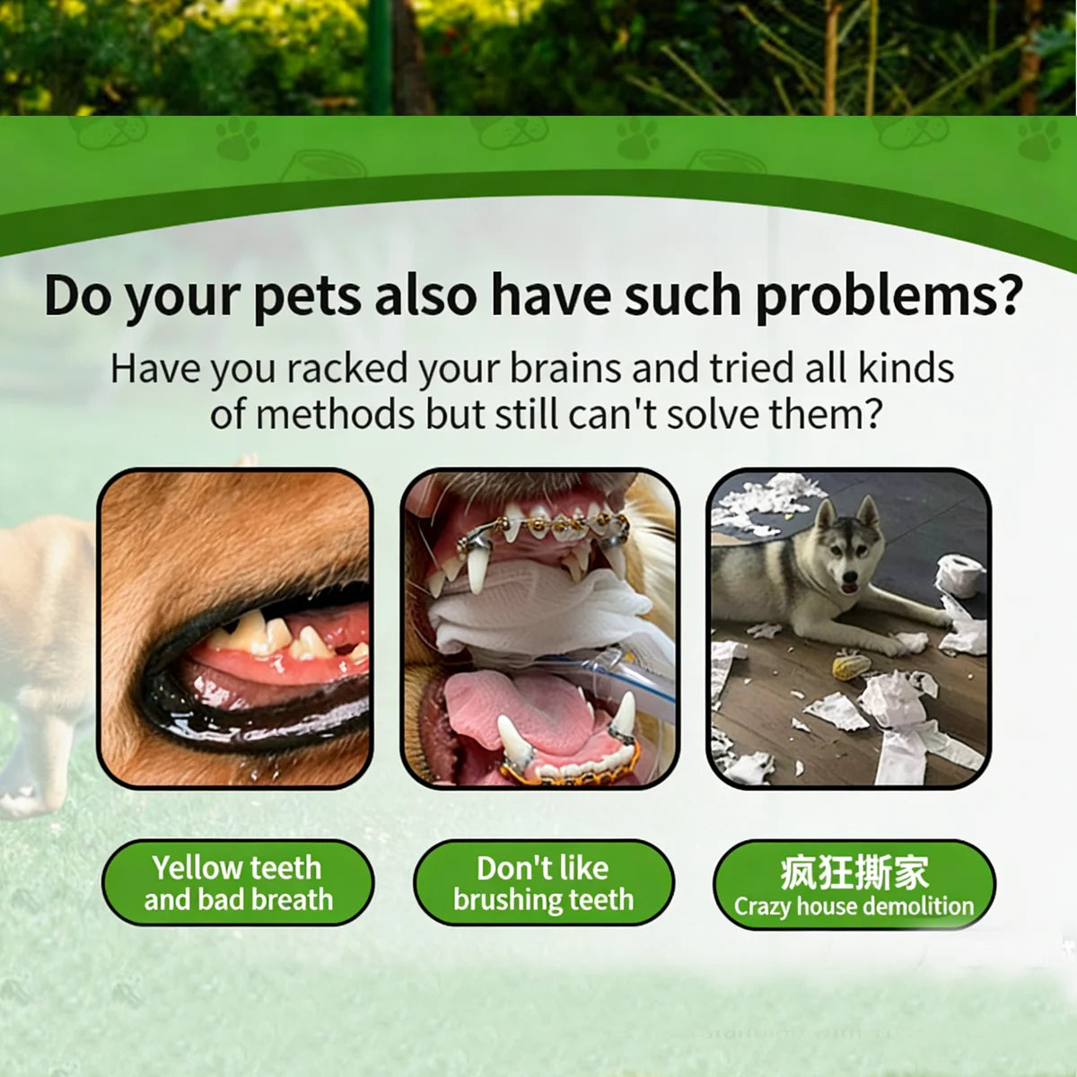 Interactive Treat-Dispensing Dental Chew Ball